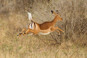 impala